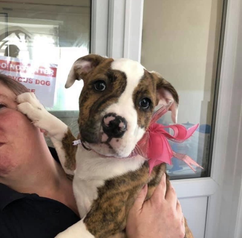 Lunas valp Lunas valp